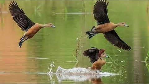 suara burung belibis #burung #belibiskembang #suaraburung #berburubelibis