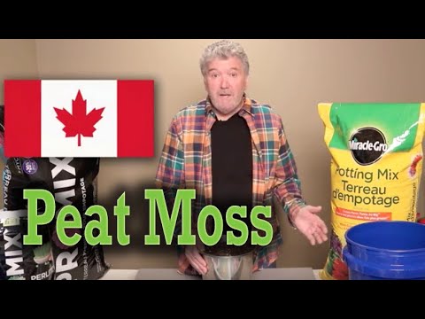 Video: Rêu than bùn sphagnum Canada là gì?