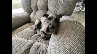 Magnum Turns 7 | Life With Schnauzers by Schnauzer Mom 4,970 views 1 month ago 16 minutes