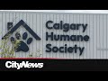 Calgary Humane Society investigating deaths of two dogs found near graves bridge