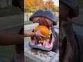 カバにかぼちゃを食べさせたら粉々になる🦛🎃 #hippopotamus #crash #animals @chiero_piero