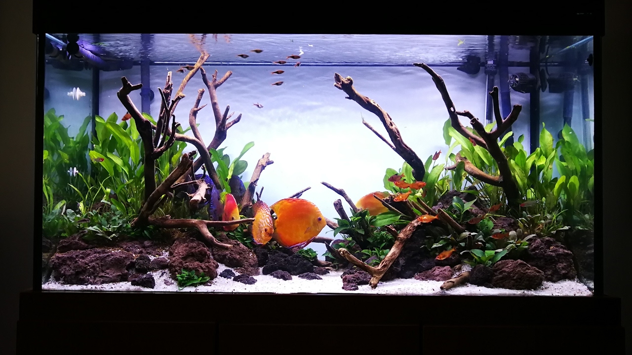 brandwonden Emotie Tot Planted tank for Discus (12 days after scaped) - YouTube