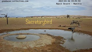 Secretarybird marches to the waterhole