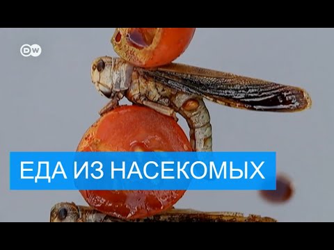 Насекомые вместо мяса: нетрадиционный источник белка