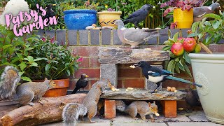 🔴 LIVE Birds for Cats to Watch 😸 Birds & Squirrels on a Garden Wall 🕊️ TV for Cats & Dogs
