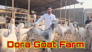 Best Time To Purchase Best Goats From Best Farm | Dora Goat Farm Bhiwandi.