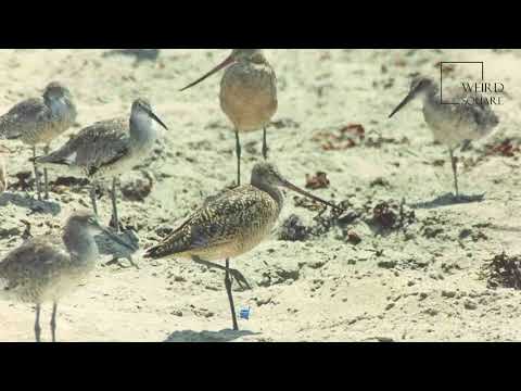 Video: Greater Godwit: description, habitat, interesting facts, photos