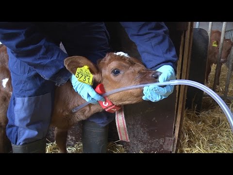 Video: Beleidswijziging Van Antibacterieel Gebruik Bij Voorgespeende Melkkalveren En De Impact Ervan Op Antibacteriële Resistentie Bij Commensale Escherichia Coli: Een Cross-sectionele En