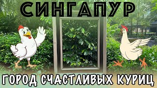 СИНГАПУР - ГОРОД СЧАСТЛИВЫХ КУРИЦ!