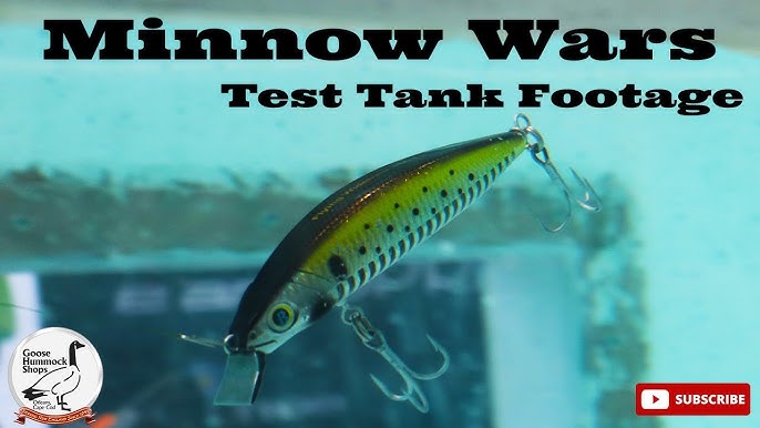 How to Rig the Daiwa SP Minnow for Big Striped Bass 