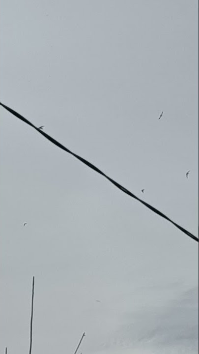 Sp MJ dan Sp tarik senja dari bos andi sugar jos (1)