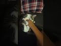 wash my belly! 🌹❤️ #cute #funny #cat #cxttyforfingerpainter #fypシ゚viral