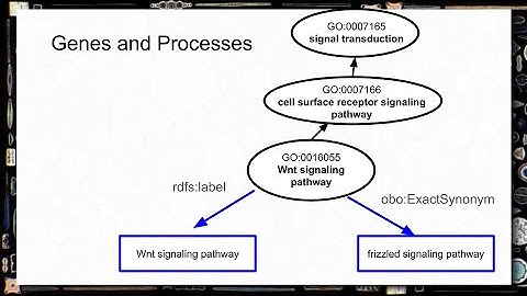 Expressão Gênica, Redes e Grafos de Conhecimento II - Ciência|Visualização|Dados|Saúde
