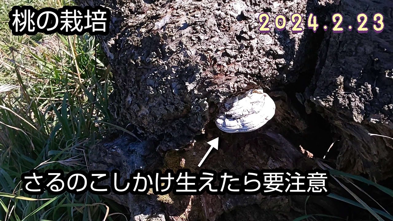 If bracket fungi start to grow on your peach tree, it's dangerous