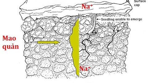 🎬Crop Science – Bài 13: Các Loại Đất Trồng Trong Nông Nghiệp Tập 7 Đất Nhiễm Mặn 🌱 #khoahoccaytrong