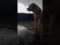 My Jack #dog
