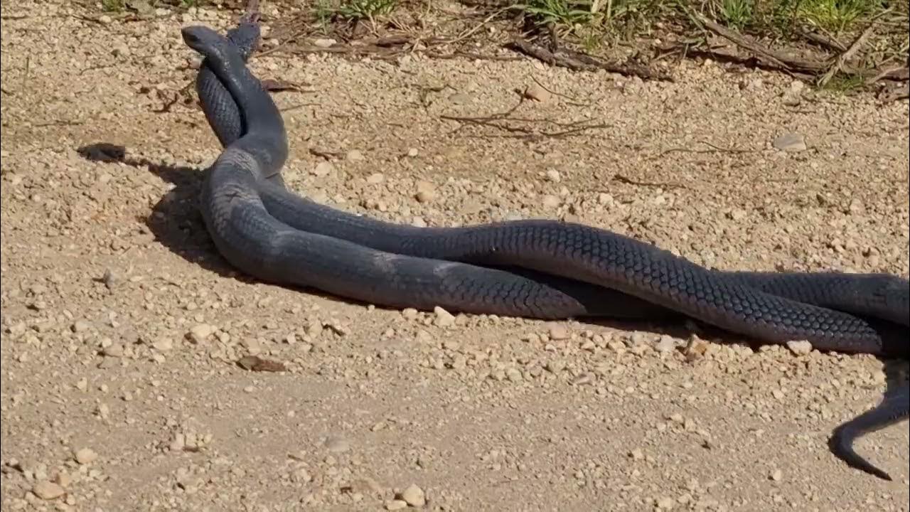 red belly black snakes fighting YouTube