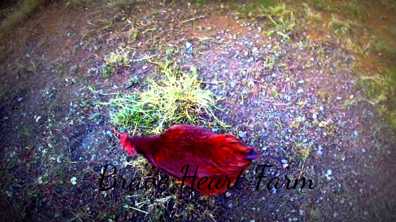 Braveheart Farm Ad remix YouTube