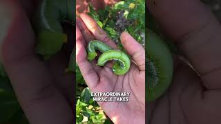 From Caterpillar To Erfly The Magical Transformation