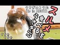 スルメ!?を食べるうさぎ？？#272