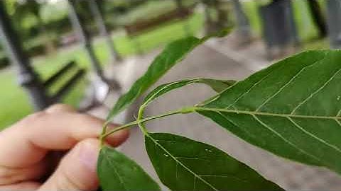 Motorola Edge 20 Pro super slow-motion FHD 960fps video sample 2