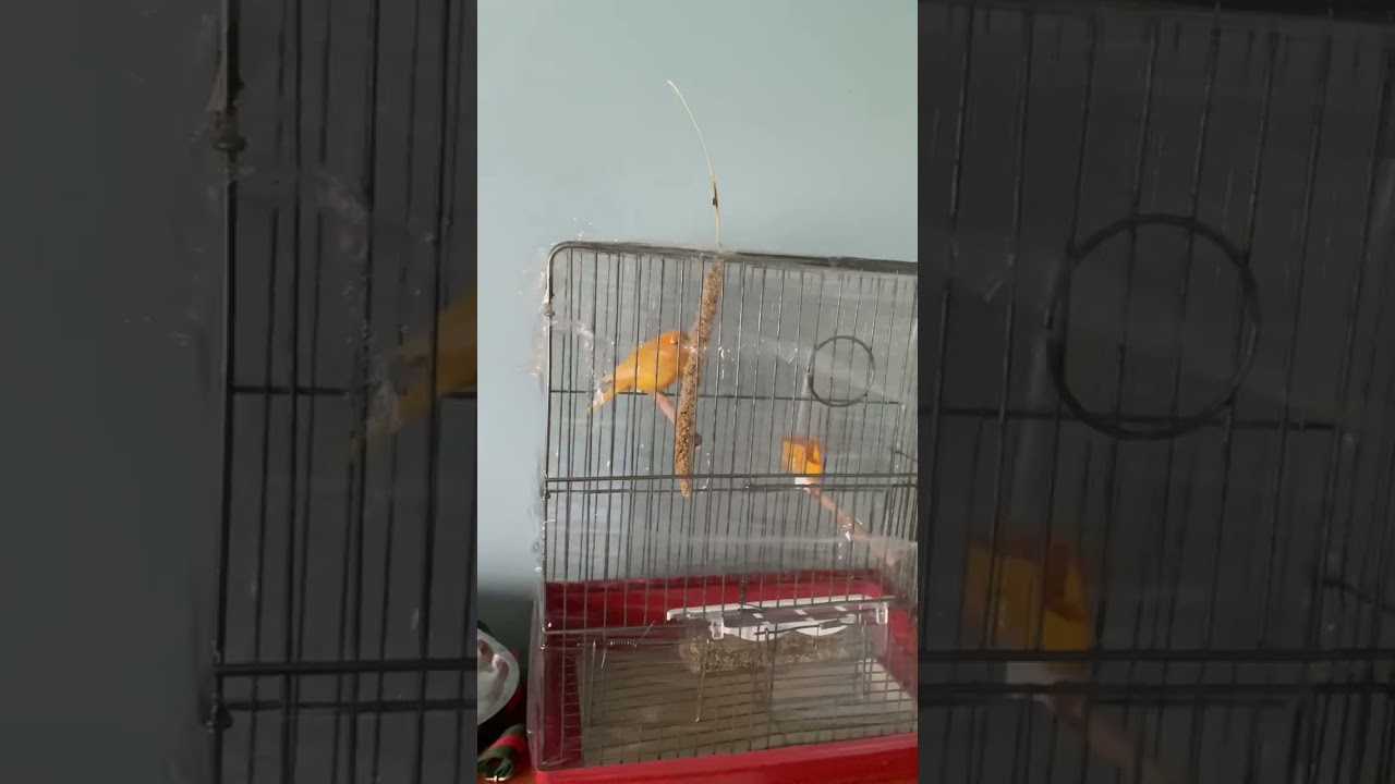 Kanarya kuşlarında soğuk algınlığı ve ishal işte tedavi yöntemleri