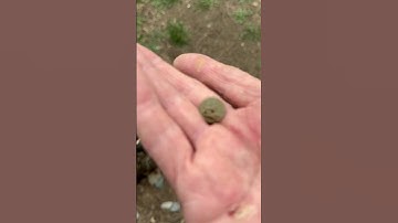 Minelab Manticore Tiny Button 7” Deep #shorts #minelab #manticore #metal detecting #relic hunting