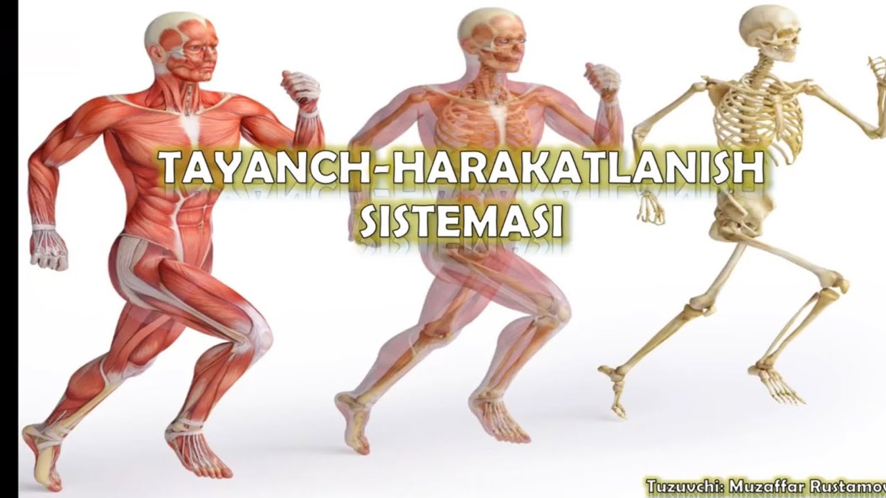 Biologiya 8-sinf. 9-13-mavzular(Tayanch-harakatlanish sistemasi).