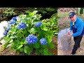 Why Isn't My Hydrangea Blooming 🙁🤔// What Can Be Done About It? 👍💚😉😁