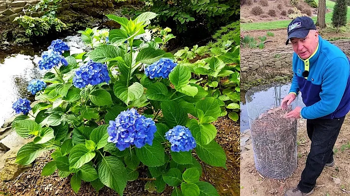 Why Isn't My Hydrangea Blooming 🙁🤔// What Can Be Done About It? 👍💚😉😁 - DayDayNews