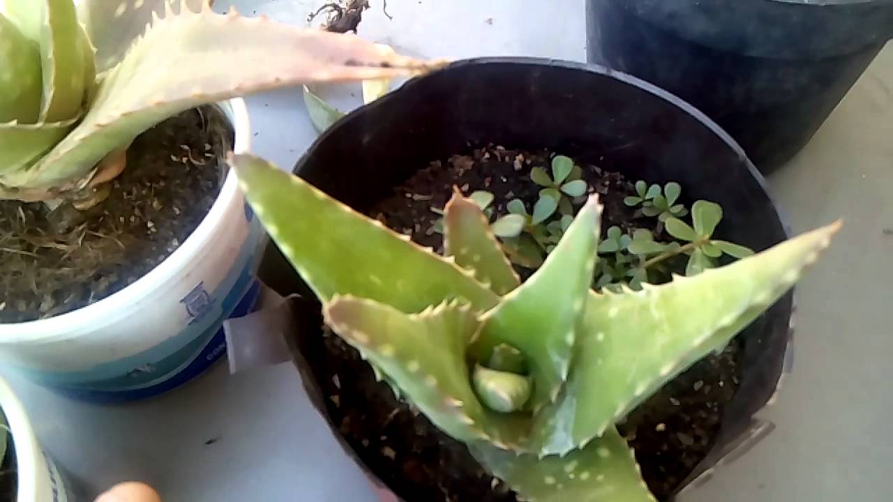 foto agave Agave 'Blue Glow' main image 1