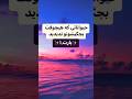 حیواناتی که هیچوقت بچه گیشونو ندیدید Short Shorts Facts Fact حیواناتی که هیچوقت بچه گیشونو ندیدید Short Shorts Facts Fact