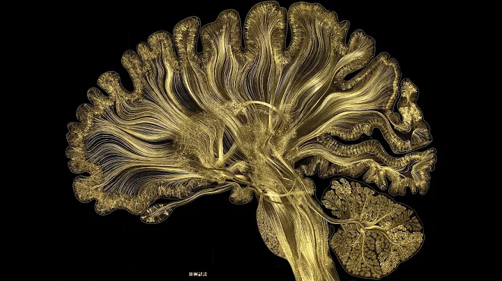 Self Reflected - Illuminating The Brain Through Ar...
