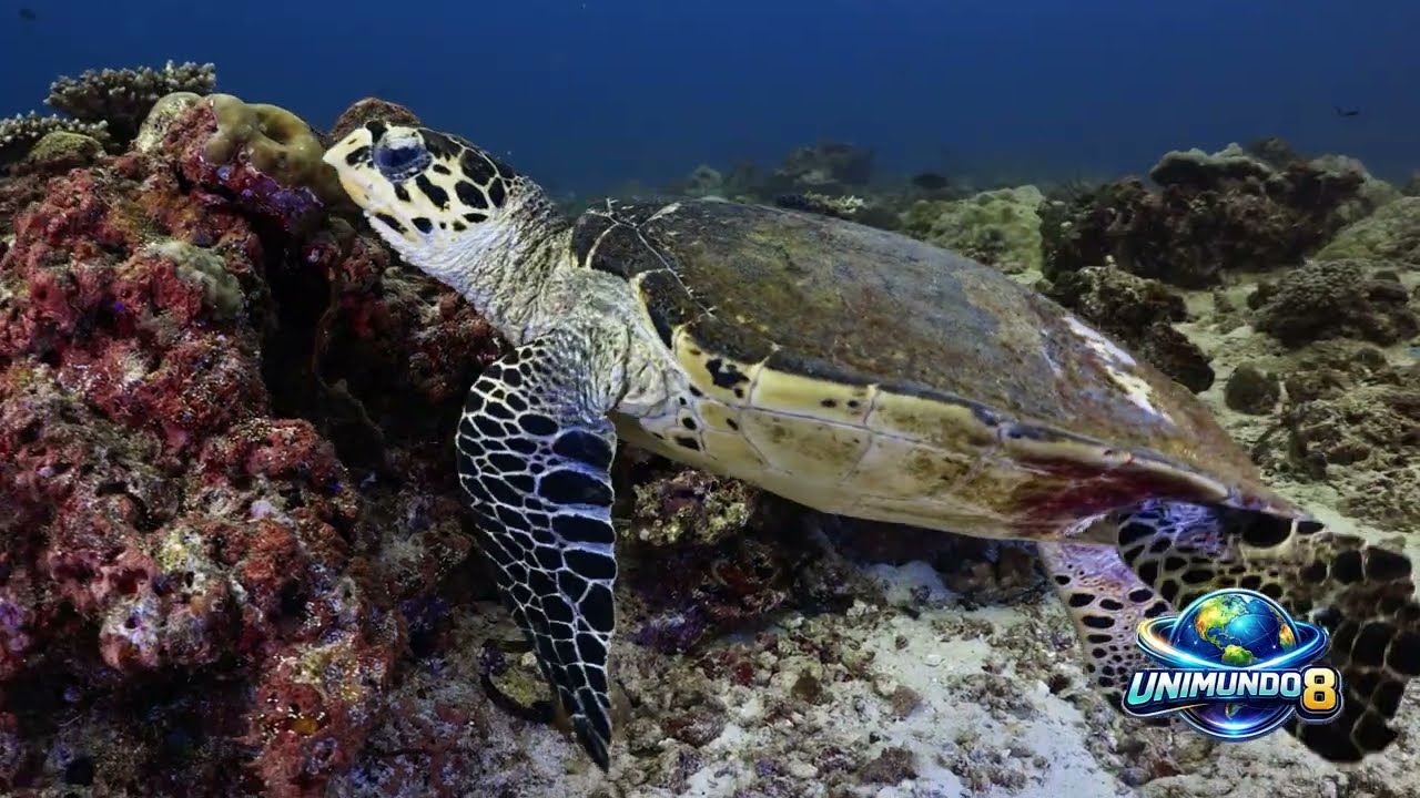 Las Tortugas Marinas, Viajeras Milenarias del Océano