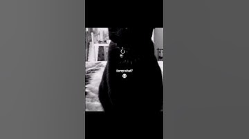 🎀 Black cats✨ #shorts #shortfeed #fypシ゚viral #beauty