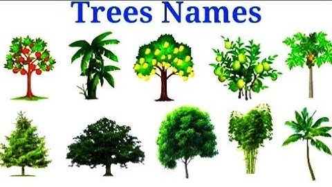 25 Trees Names Il Tree Name in English With Pictures II Name of Tree For Kids Il ON Kids leaning !