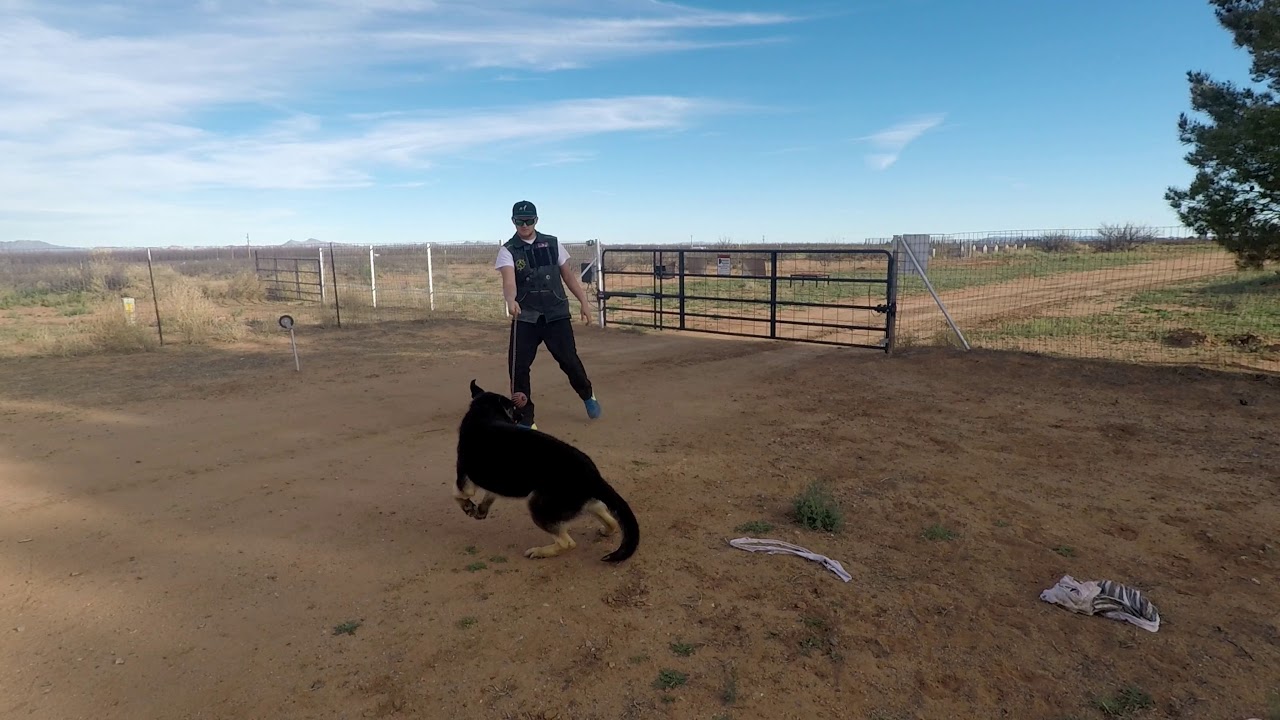 Building prey drive German Shepherd YouTube