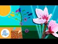 PLANTS🌼 Photosynthesis, Parts of a Plant and Types of Plants 🌳 COMPILATION 🌿