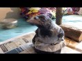 Raising a crow baby - feeding