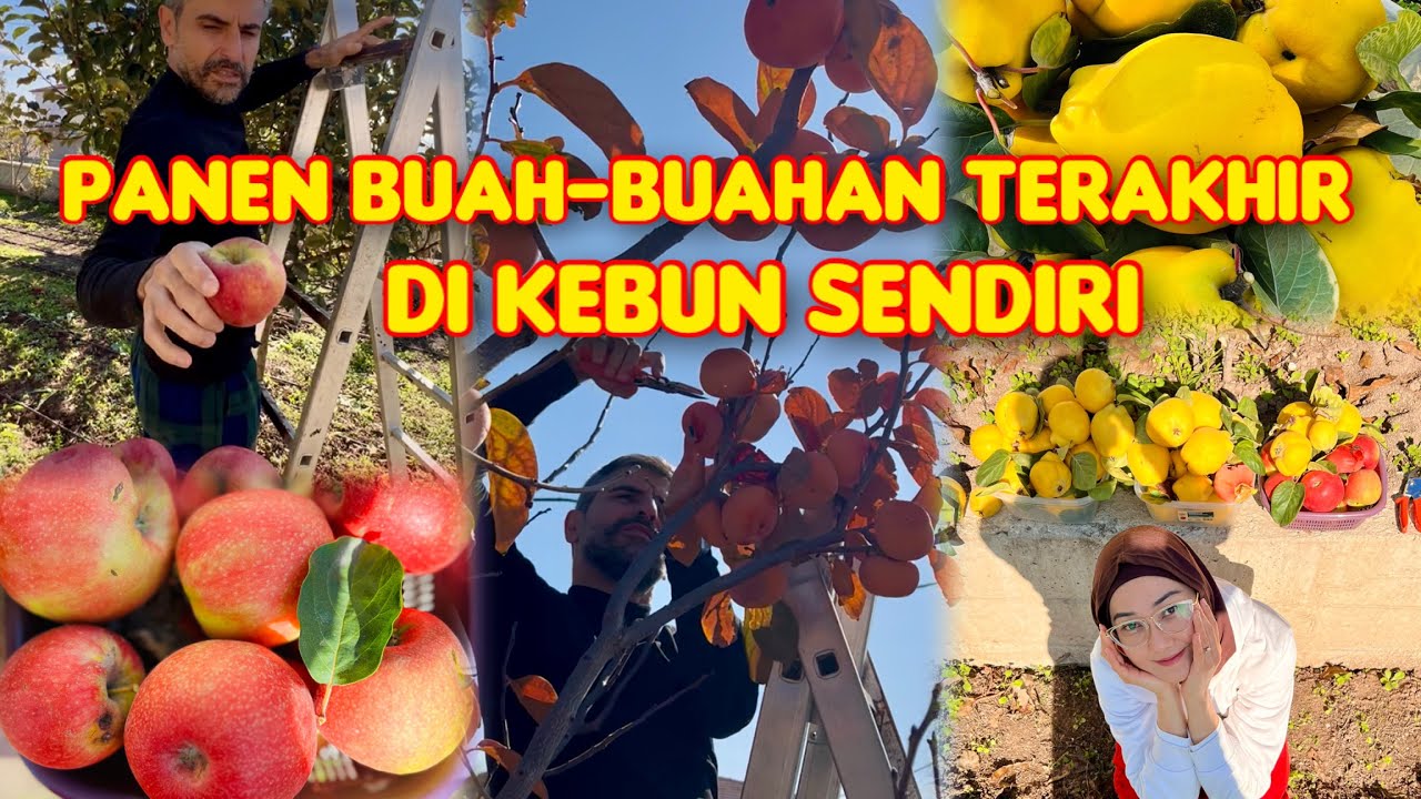 Panen buah musim dingin di Turki 