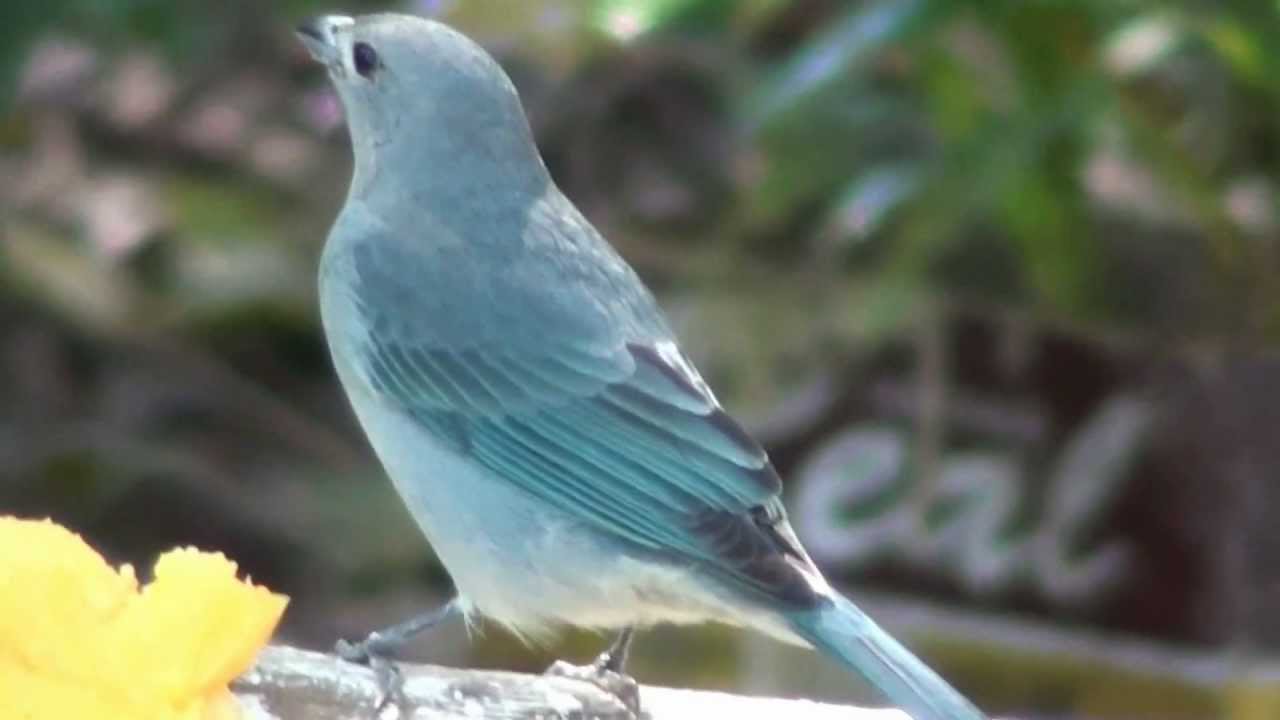 Sanhaço cinzento, Thraupis sayaca, Sayaca Tanager, Fauna brasileira