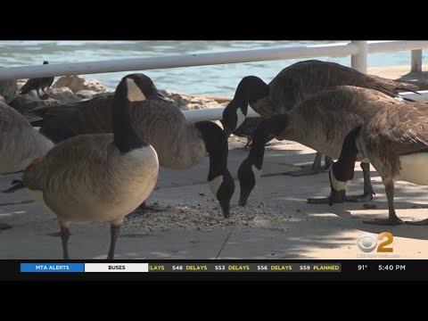 Jersey City resident voices concerns over geese droppings