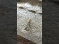 💥🌊Dam water discharge 😳😶‍🌫️#shorts #damopening #usa #trending #viral #video #youtube #damwater