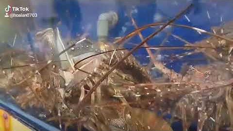 cận cảnh tôm hùm lột xác