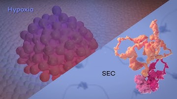 Transcriptional elongation control of hypoxic response and therapeutic approaches