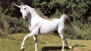 North Korea Announces Discovery of Unicorns