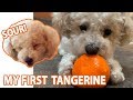 Dog eating orange for the first time