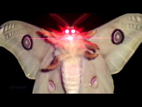 i-love-lamp-(moth-lamp-meme)