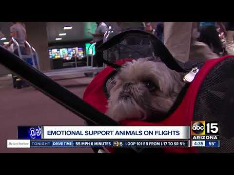 Video: Apakah anjing pendukung emosional terbang bebas?