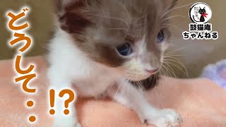 一番体の小さな子猫が倒れてしまいました ฅ^•ω•^ฅ The smallest kitten collapsed.